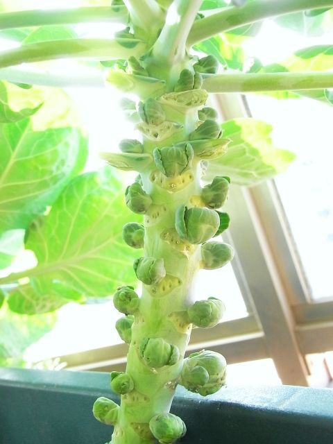 芽キャベツ 葉かき後1ヶ月 Kochan S ベランダ菜園blog マンションガーデニング 家庭菜園 仙台グルメ キャンペーン情報等 芽キャベツ 葉かき後1ヶ月 Kochan S ベランダ菜園blog マンションガーデニング 家庭菜園 仙台グルメ キャンペーン情報等