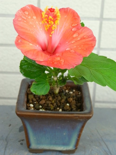 ハイビスカスのミニ盆栽 : Kochan's ベランダ菜園BLOG - マンション