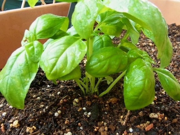 バジル苗の植え付け 同時に挿し芽で株増殖も Kochan S ベランダ菜園blog マンションガーデニング 家庭菜園 仙台グルメ キャンペーン情報等