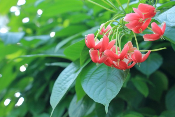 珍しい花 晴れのち写心