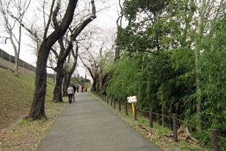 桜咲く生田浄水場の一般開放 新百合ヶ丘とその周辺