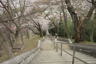 桜咲く生田浄水場の一般開放 新百合ヶ丘とその周辺