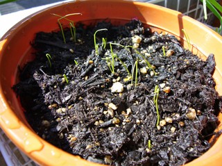 イチゴ10 11号収穫とチャイブ発芽 ベランダ菜園やってます