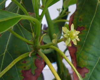 アボカドの花 ベランダ菜園やってます アボカドの花 ベランダ菜園やってます