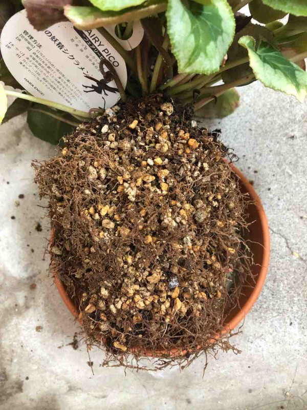 シクラメンの植替え 生まれ変わっても花を育てたい