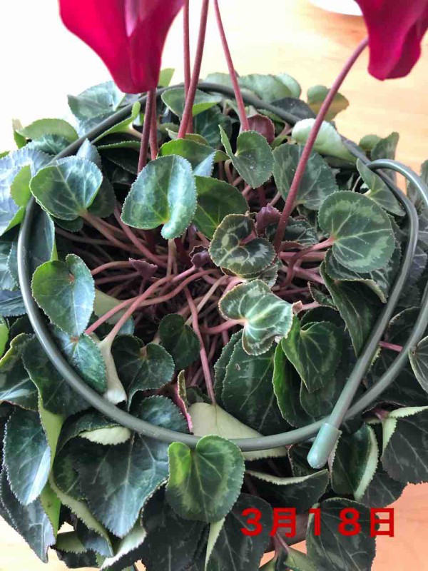 シクラメン 花後 １ヶ月経過 生まれ変わっても花を育てたい