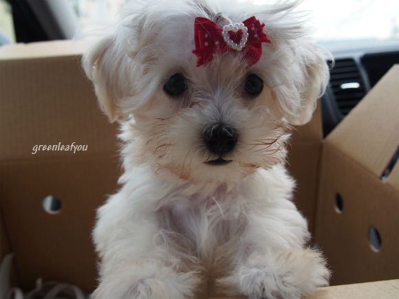 我が家の新顔 マルプー犬 ノ゚o゚ ノ わんこの写真と気ままな日記 我が家の新顔 マルプー犬 ノ゚o゚ ノ わんこの写真と気ままな日記