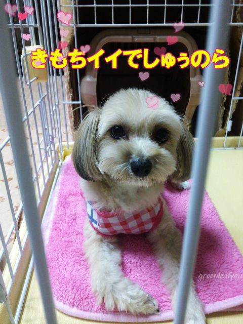 犬も香箱座り それぞれの寝方sh ﾟﾛﾟsh わんこの写真と気ままな日記