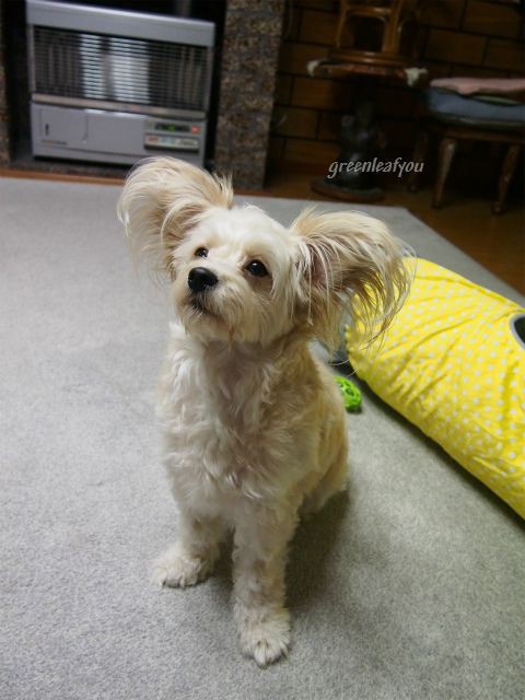 パピプー マルプー まて わんこの写真と気ままな日記