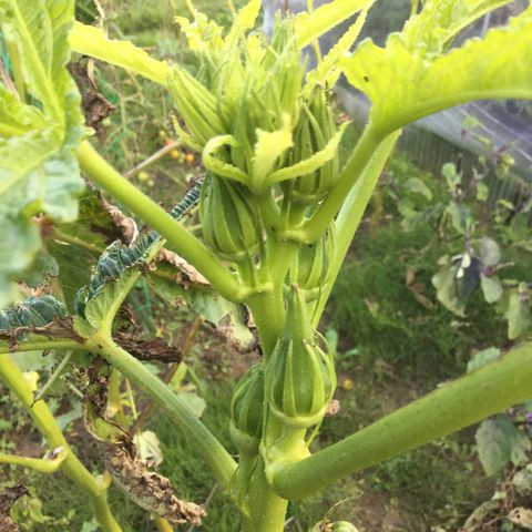 ヒヤシンスの球根 グリーンマーケット山崎