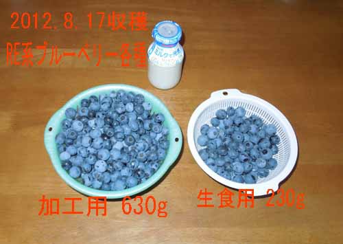 今年のブルーベリーについて 木の実村の物語