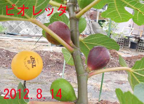 イチジク 秋果収穫近づく 木の実村の物語