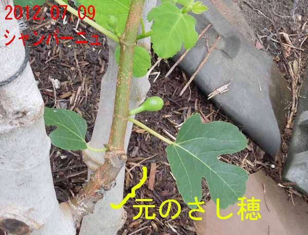 イチジク 接ぎ木 その後の状況 木の実村の物語