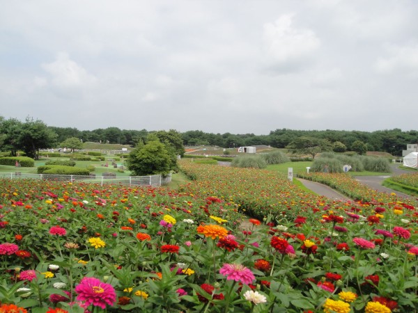 ジニアが見ごろです ガーデニング日記 Groom グルーム 鹿嶋より