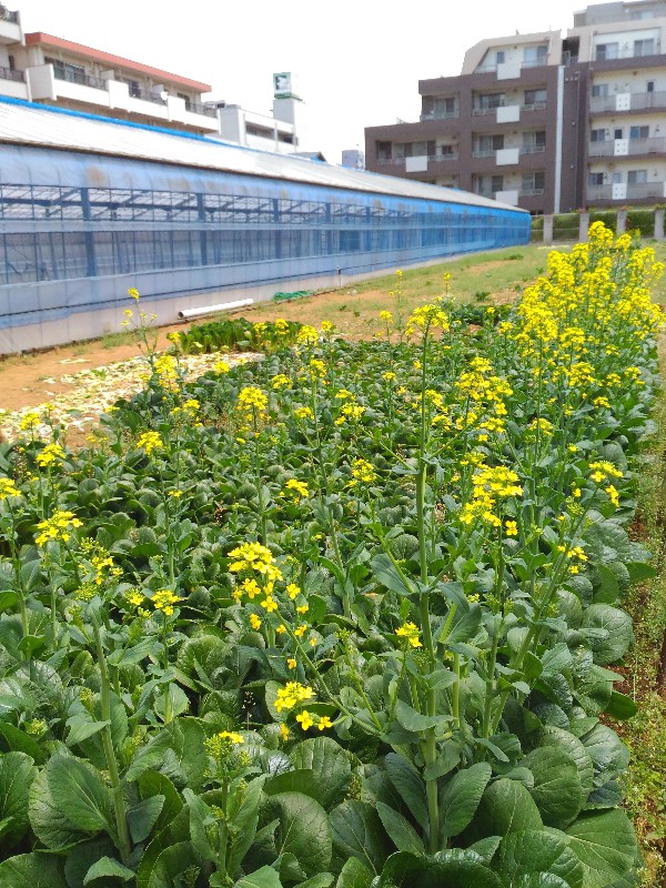 小松菜の花 いいともショショット Erik Satie Allons Y Chochotte