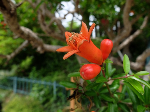 法華経の守護神 鬼子母神のシンボル ザクロ 柘榴 の花 いいともショショット Erik Satie Allons Y Chochotte