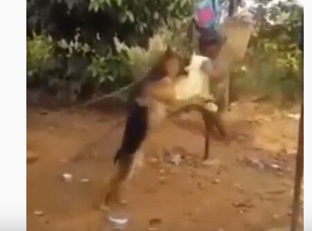 まるで家族 子供が乗るブランコを押す犬 アニマル動画研究所