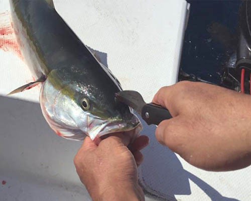 釣りの必需品！サビナイフ】 活け締め用ナイフ サビナイフ9