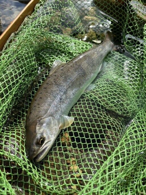 釣行レポート その7～長良川 サツキマス釣行 2025中間報告！～ : ジー