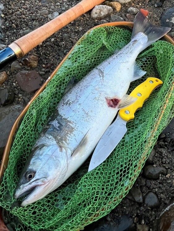 釣行レポート その4～長良川 サツキマス釣行 2024前半戦