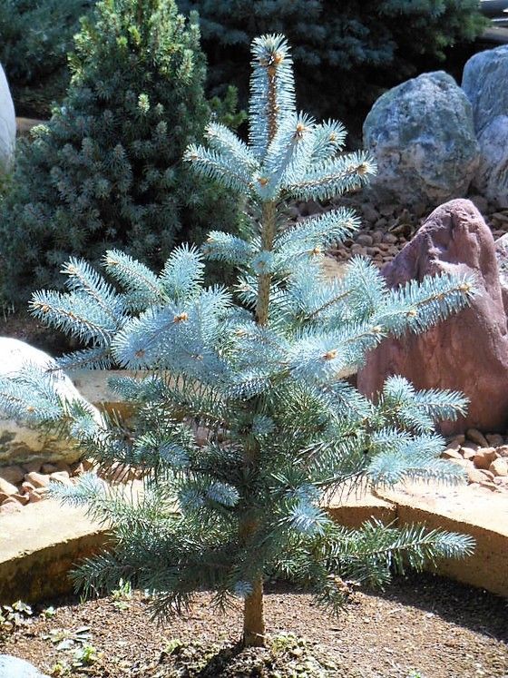 プンゲンストウヒ』 【エディス】 : 【My Favorite Plants】