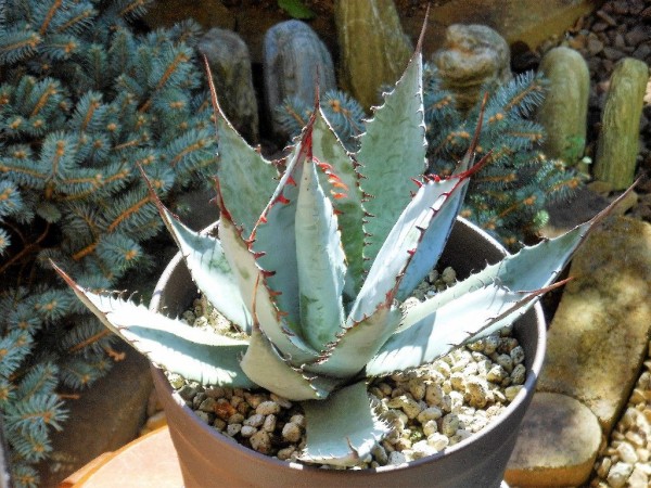 屈原の舞扇 アガベ くす パルメリー 