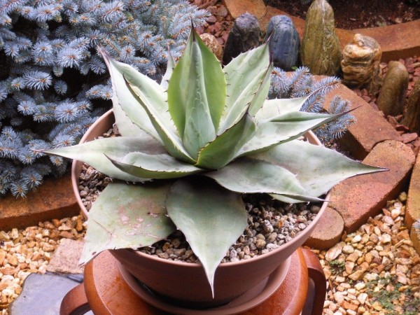 アガベ オバティフォリア　ファスティカジャイアント アガベ オバティフォリア ファスティカジャイアント アガベ種子