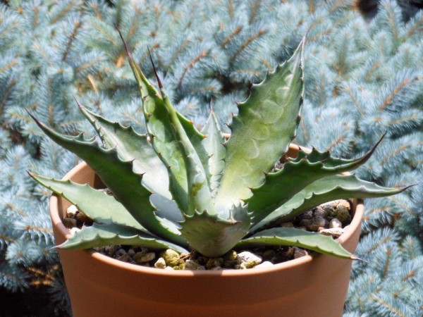 【現品】アガベ　サルミアナ・フェロックス ”ローガン・カルホーン”　12号A14 現品】アガベ サルミアナ・フェロックス ”ローガン・カルホーン” 12号A14