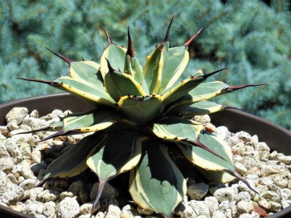 アガベ』 【アプラナータ クリームスパイク】 2-3 : 【My