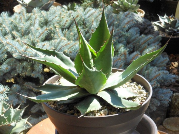 アガベ オバティフォリアジャイアント オバティフォリア・ジャイアント🌵 うん❣️でかい❣️ #lph