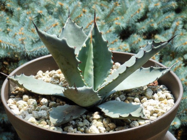 アガベ　オバティホリア　テマカプリネンシス　大株！ アガベ オバティホリア テマカプリネンシス 大株！ アガベ