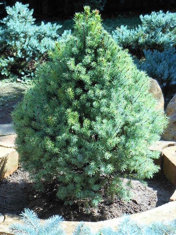 カナダトウヒ』 【アーネッソンズ ブルー】 : 【My Favorite Plants】