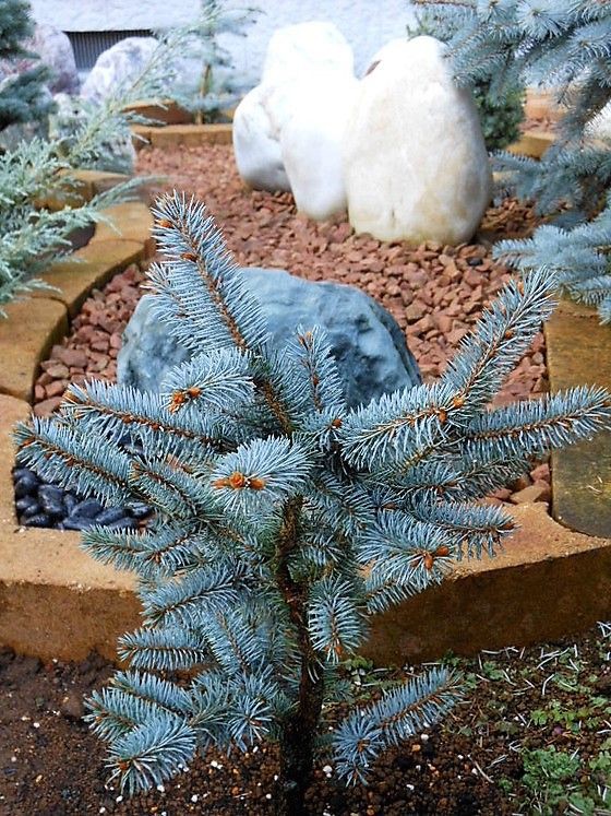 に*ー様 プンゲンストウヒ ホプシー8号 岡野秀花園｜OKANO SYUKAEN｜商品紹介