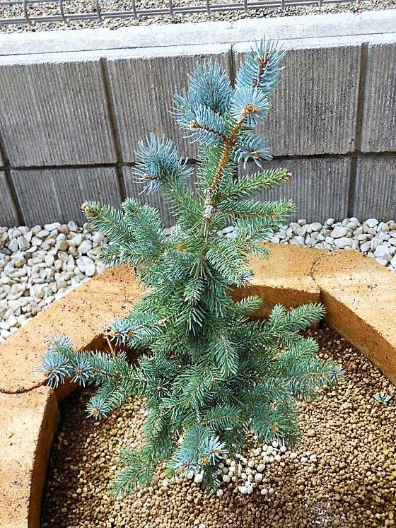 プンゲンストウヒ』 【ファットアルバート】 : 【My Favorite Plants】