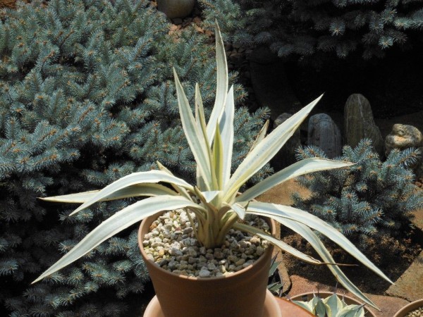アガベ アンガスティフォリア　ミルキーホワイト アガベ アングスティフォリア ミルキーホワイト - メルカリ