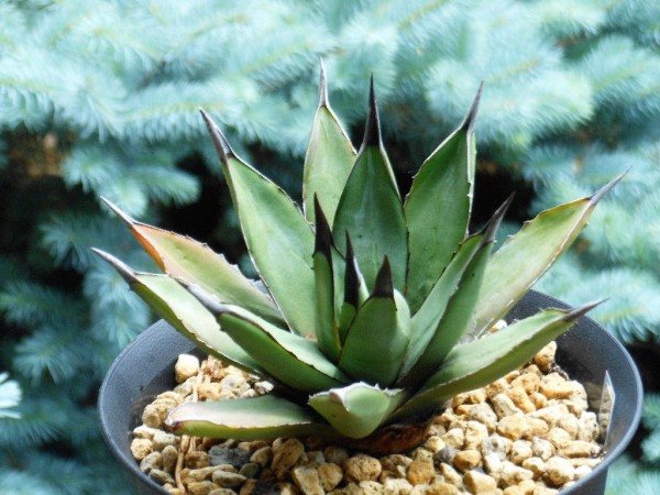 【現品】アガベ・リトルシャーク　ブルーエンペラー　ロイヤルクラウン　10号　S4 アガベ』【リトルシャーク】 : 【My Favorite Plants】