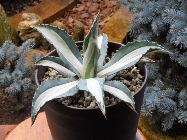 アガベ』 【華厳】 「アメリカーナ メディオピクタ アルバ」 : 【My