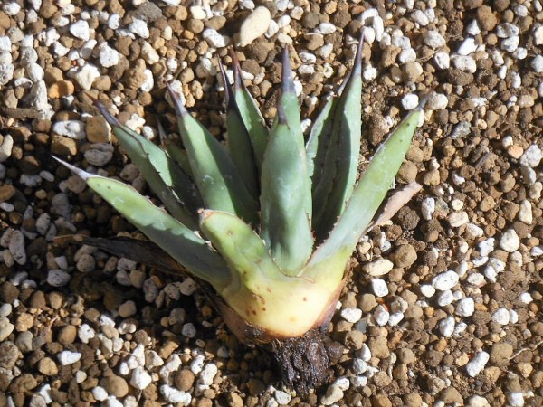 【現品】アガベ・リトルシャーク　ブルーエンペラー　ロイヤルクラウン　10号　S4 現品】アガベ・リトルシャーク ブルーエンペラー ロイヤル