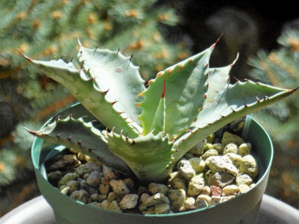 アガベ』 【コロラータ】2 【白岳殿】 【根津アガベ】 : 【My