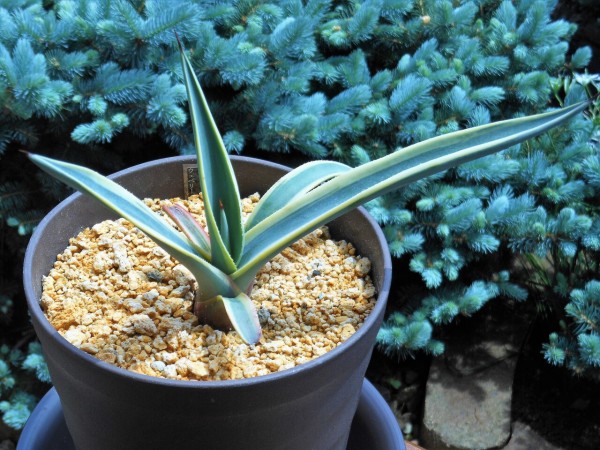 アガベ』【ウェベリー アリゾナスター】 : 【BOTANICAL MAJESTY】