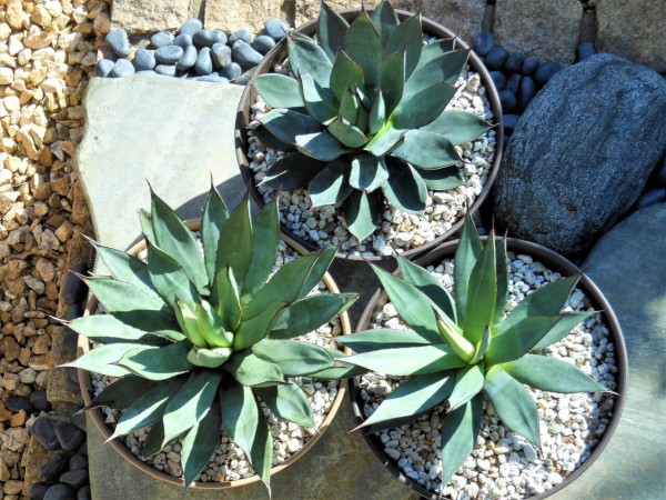 アガベ バーントバーガンディー ブルーグロー スノーグロー 姫青蓮