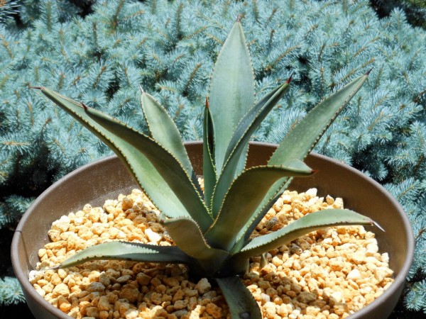 アガベ』【マーフェイ】(マーフィー) : 【BOTANICAL MAJESTY】