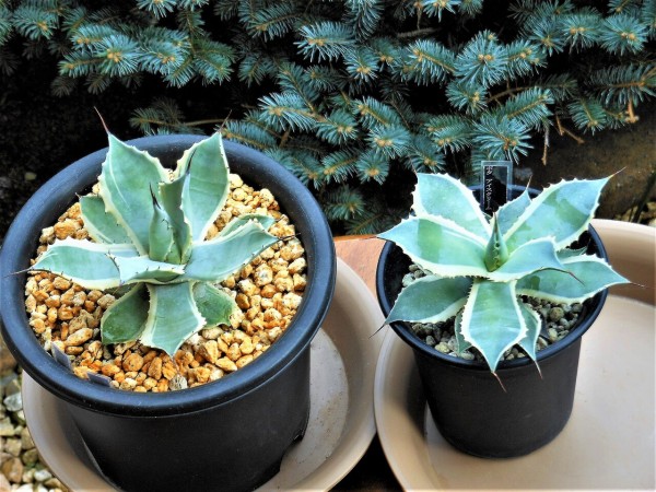 アガベ』ポタトラム アイスクリーム : BOTANICAL MAJESTY