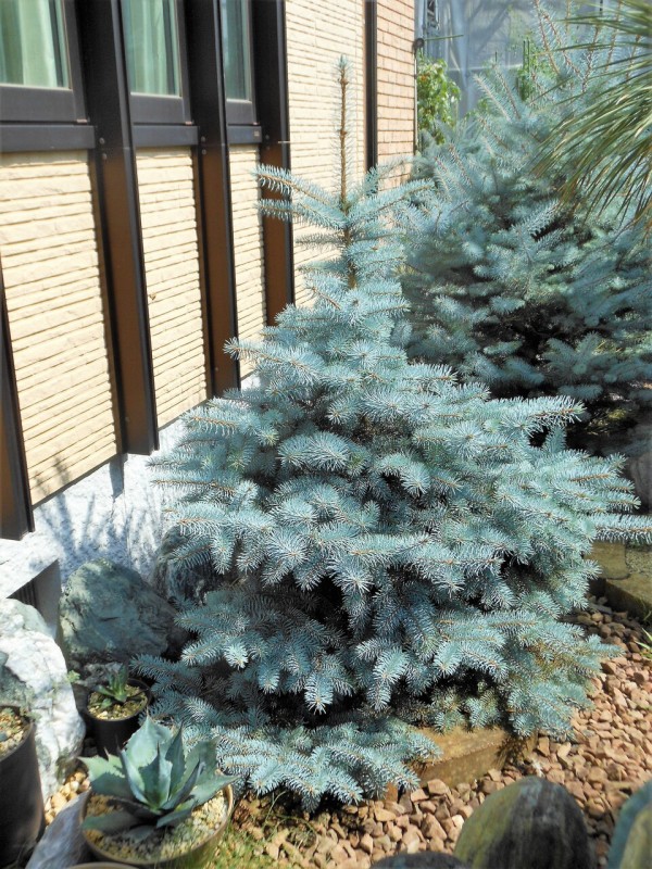 モミの木プンゲンストウヒホプシー 現品もみの木※プンゲンストウヒ