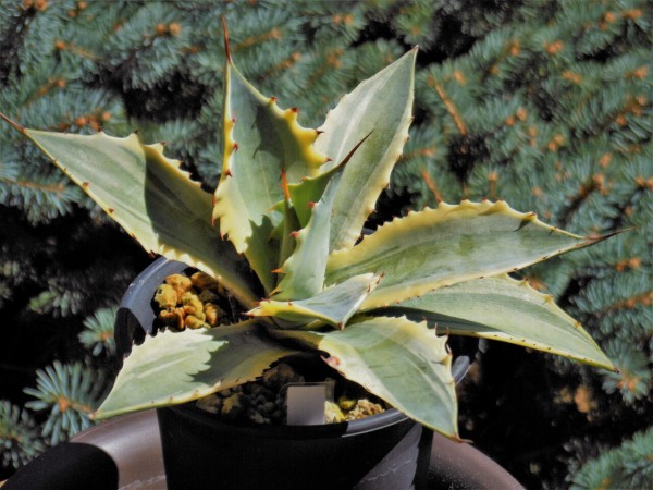アガベ アトミックゴールド 雷帝錦 Agave isthmensis アガベ'雷帝錦