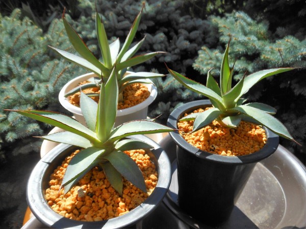 アガベ』【バーント バーガンディ from 台湾】［仮称］【仮説：青蓮