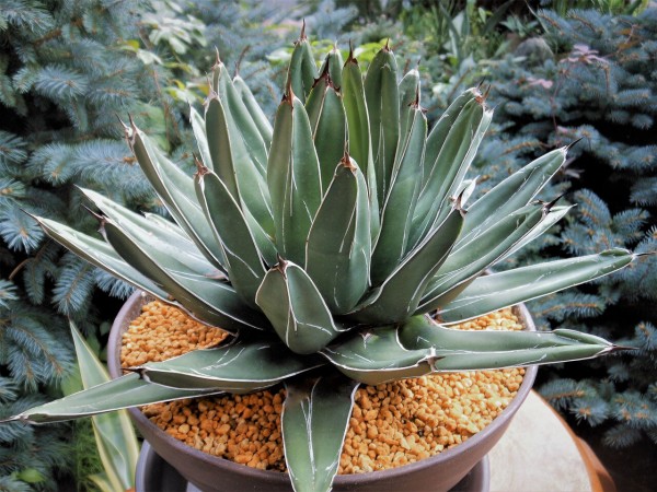 アガベ ニッケルシー 笹吹雪 大株｜アガベ アガベ ニッケルシー 大株