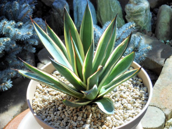 アガベ　スノーグロー　　（検　ブルーグロー　パリー アガベ'スノー・グロウ'の基本情報・育て方｜多肉植物・サボテン図鑑