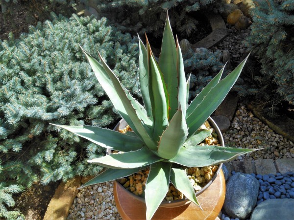 アガベ ホリダ ペロテンシス　大株　約60cm 楽天市場】アガベ ホリダ ペロテンシス 3.5号サイズ 鉢植え 高い人気を