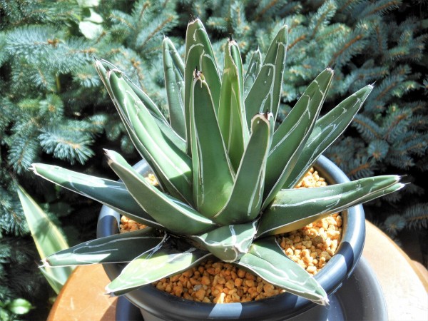 【アガベ　笹吹雪　特大苗鉢ごと】　フェルナンドレジス　ニッケルシー アガベ 笹吹雪 特大苗鉢ごと】 フェルナンドレジス ニッケルシー